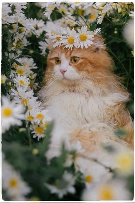 Orange And White Cat, White Cat, Orange, White