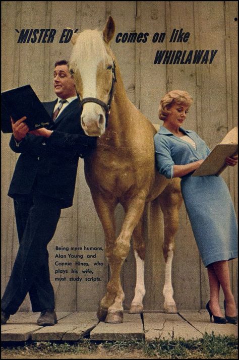 60s Sitcoms, Mister Ed, Alan Young, Horse And Human, Funny Shows, Tv Land, Classic Television, Old Shows, Great Tv Shows