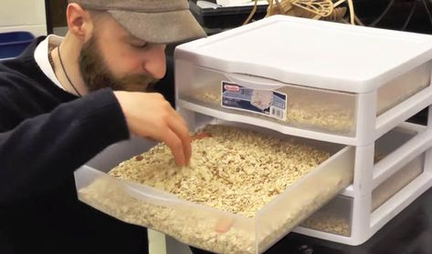 Crash Course: Raising Mealworms for Food Raising Mealworms, Raising Worms, Meal Worms Raising, Mealworm Farm, Edible Bugs, Worm Farming, Urban Chicken Farming, Water To Drink, Edible Insects