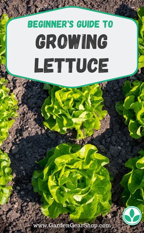 Growing Butter Lettuce, Growing Lettuce From Seed, Lettuce Garden Ideas, Small Backyard Gardening, How To Plant Lettuce, Planting Lettuce Seeds, When To Plant Lettuce, Lettuce Gardening, Growing Lettuce In Containers