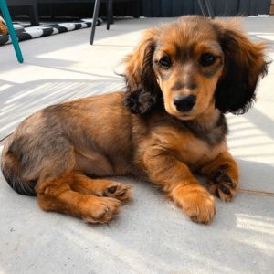 Long Hair Miniature Dachshund, Long Haired Miniature Dachshund Puppies, Shaded Red Long Haired Dachshund, Blonde Dachshund, Short Haired Dachshund, Dachshund Facts, Cream Dachshund, Dapple Dachshund Puppy, Dachshund Training