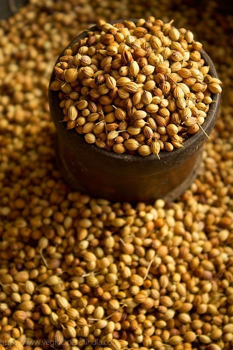 coriander-seeds Growing Coriander, Spices Photography, 7 Spice, Coriander Powder, Coriander Seeds, Fennel Seeds, Cilantro, Dog Food Recipes, Seeds