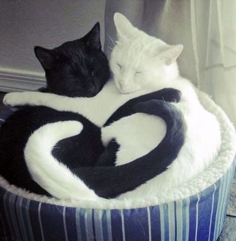 White And Black Cats Couple, Cat Couple Black And White, Black And White Cats, Couple Heart, White And Black Cat, Cat Hug, Cat Couple, Cat Cuddle, White Cats