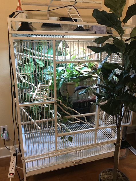 Pet Chameleon Cage, Aesthetic Chameleon Cage, Panther Chameleon Enclosure, Diy Chameleon Enclosure, Diy Cockatiel Toys, Chameleon Cage Ideas, Scary Plant, Chameleon Enclosure, Chameleon Cage