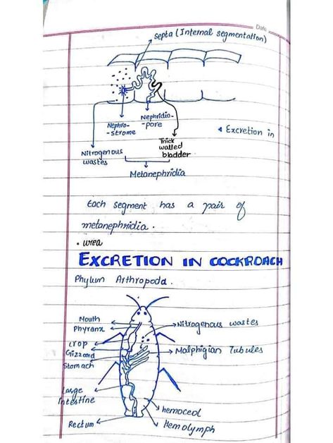 Excretion in cockroach Botany Notes, Hand Written Notes, Jee Mains, Written Notes, Ap Biology, Biology Notes, Zoology, Hand Written, Note Writing