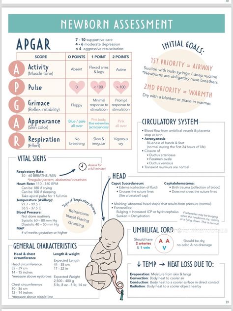 Antepartum Nursing Notes, Growth And Development Nursing, Pediatrician Notes, Intrapartum Nursing, Antepartum Nursing, Mother Baby Nursing School, Nicu Nursing Education, Maternity Nursing Study, Pediatric Notes