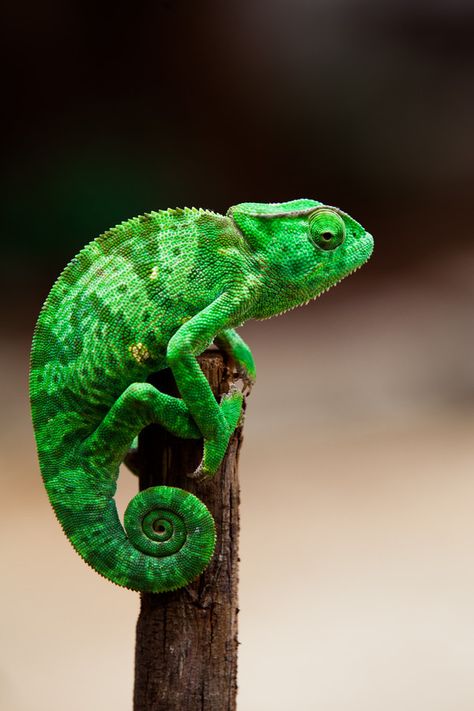 Cameleon Art, Amphibians Activities, Types Of Chameleons, Chameleon Lizard, Purple Animals, Cute Reptiles, Chameleons, Reptiles Pet, Dinosaur Toys