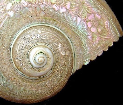 Carving on a shell Beautiful Seashells, Foto Macro, Art Coquillage, Stella Marina, She Sells Seashells, Seashell Art, Carved Shell, Shell Art, Chiaroscuro