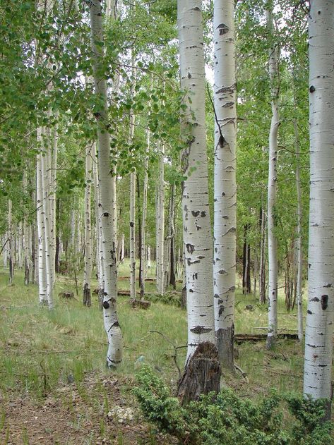 Aspen Trees Photography, Quaking Aspen, White Trees, Aspen Tree, Tree Base, Tree Tree, Tree Images, Forest Path, Celtic Tree