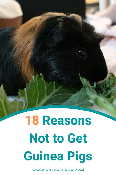 reasons not to get a guinea pig Pigs Eating, Pet Guinea Pigs, Guinea Pig Care, Cute Guinea Pigs, Guinea Pig Cage, Natural Antibiotics, High Maintenance, Pet Care Tips, Rodents