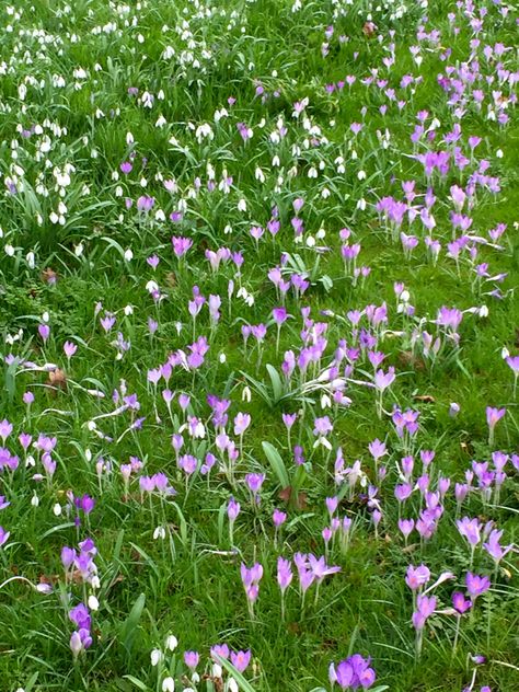 Crocus & snowdrops naturalized Crocus Lawn, Woodland Planting, Lawn Flowers, Garden Shapes, Morning Garden, Woodland Gardens, Woodland Plants, Garden Bugs, Crocus Flower