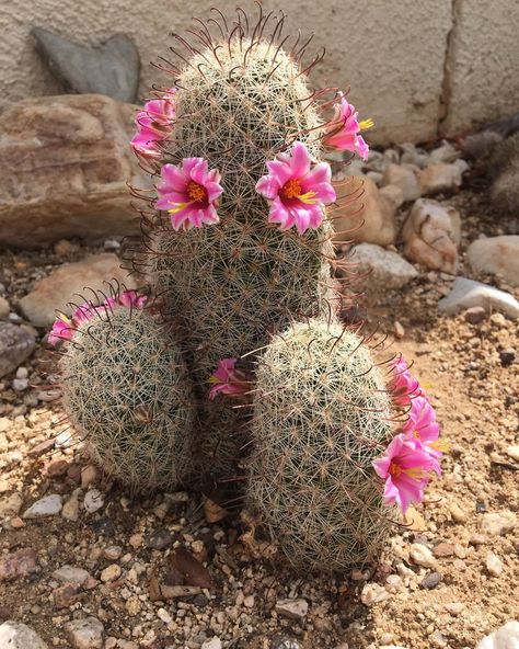 KC Cowan on Instagram: “The Monsoon rains come, and we get v a few more cactus blossoms! These are tiny - the cactus stands only 4 inches tall.” Monsoon Rain, Tiny Cactus, Cactus Blossoms, Cactus, Blossom, Photo And Video, Plants, On Instagram, Instagram