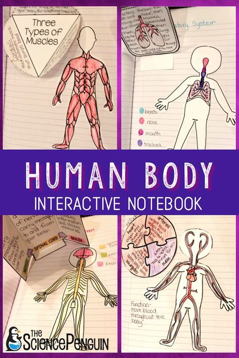 Human Body Interactive Notebook for upper elementary $| The Science Penguin Science Lessons Elementary, The Science Penguin, Science Penguin, Human Body Science, Human Body Activities, Human Body Unit, Science Notebook, Interactive Science, Science Notebooks