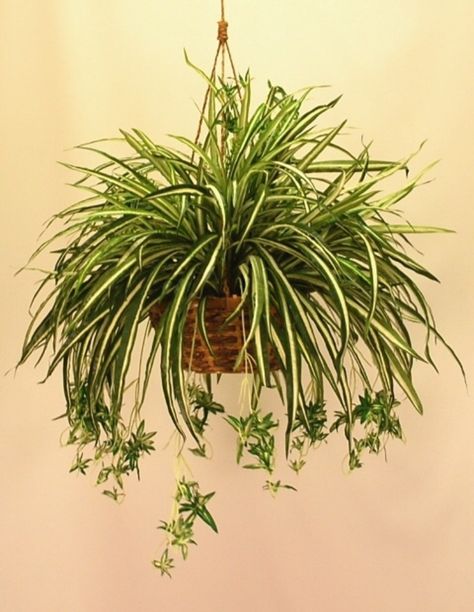 spider plant Household Plants, Red Spider, Spider Mites, Spider Plant, Plant Light, Hanging Plants Indoor, Indoor Gardens, Plant Decor Indoor, Spider Plants