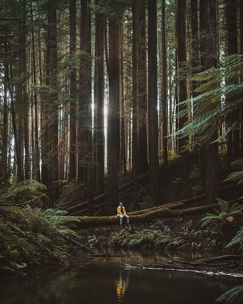 Beech Forest, Victoria, Australia. Photography by @borneon.lad Folio Ideas, Nature Wonders, Film Pics, Australia Photography, Image Composition, Jeep Camping, Visual Style, Foto Art, Dream Houses