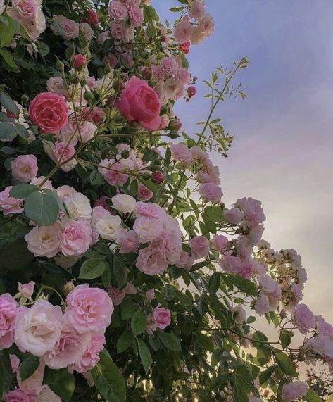 Rosé Core Aesthetic, Rosé Core, Cotton Candy Sky, Aesthetic Roses, Rosé Aesthetic, Cottage Core Aesthetic, Flower Therapy, Spring Aesthetic, + Core + Aesthetic