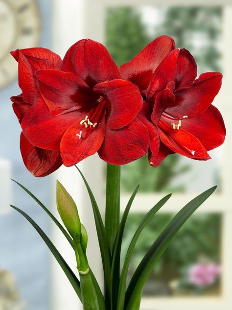 Christmas Amaryllis, Amaryllis Christmas, Easy To Grow Houseplants, Red Amaryllis, Bulbous Plants, Single Flowers, Amaryllis Flowers, Rainbow Garden, Amaryllis Bulbs