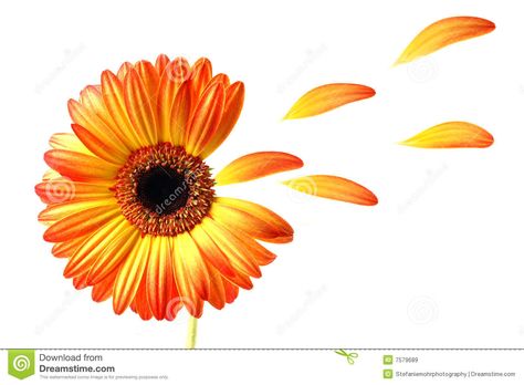 Gerber+Daisy | Lovely colored gerber daisy with flying petals. Gerber Daisy Tattoo, Daisy Tattoo Designs, Flying Tattoo, Gerber Daisy, Daisy Petals, Daisy Tattoo, Cool Piercings, Gerber Daisies, Flowers Tattoo