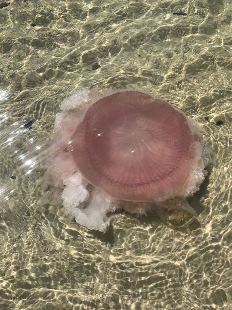 What is the Pink Meanie? Former DISL post-doc that named it fills us in - Dauphin Island Sea Lab Pink Meanie Jellyfish, Photograph Reference, Jellyfish Illustration, Dauphin Island, University Of Delaware, Smithsonian Museum, Baby Fish, Scientific Name, Gulf Of Mexico