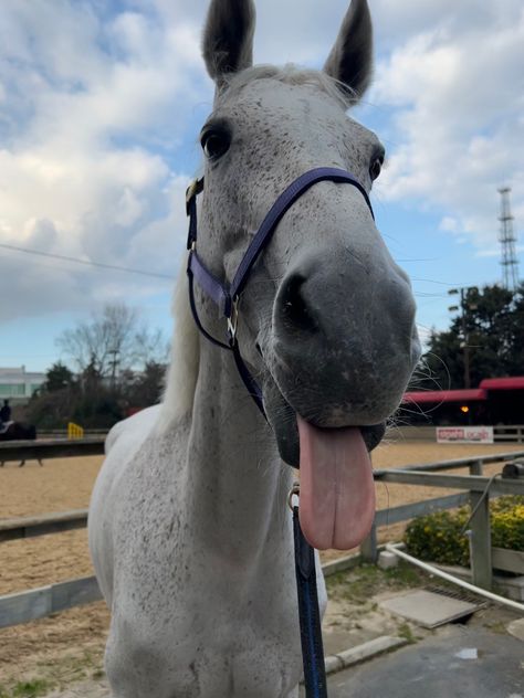 #prettyhorse #heradumarais #horse #mare #equestrian #cute #cutehorse #whitehorse #white #tongueout #poses #pose #bareback Horse Tongue Out, Horse Sticking Tongue Out, Flee Bitten Grey Horse, Funny Horse Pics, Fleabitten Horse, Horse Funny, Funny Horse Pictures, Horsey Life, Cute Horse Pictures