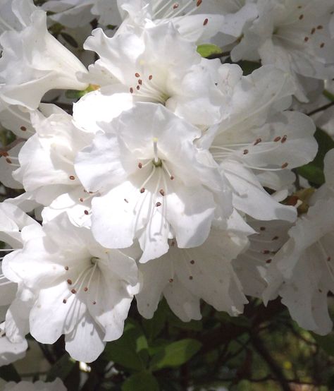 White Azalea White Azaleas, White Azalea, Flowers For Valentines Day, Azalea Flower, Show Me The Way, Mood Wallpaper, Nothing But Flowers, Flower Therapy, Pretty Plants