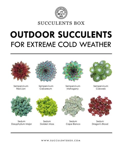 Sempervivum Outdoor Succulents, Succulent Outdoor, Types Of Succulents Plants, Extreme Cold Weather, Succulent Garden Diy, Types Of Succulents, Aloe Vera Plant, Growing Succulents, Succulent Gardening