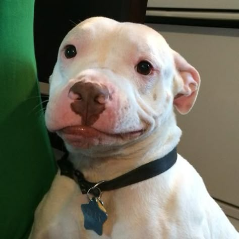 Goofy Dog, Silly Dogs, Bully Breeds, White Dog, Silly Animals, Cute Animal Photos, Dog Face, Funny Animal Pictures, Dog Memes