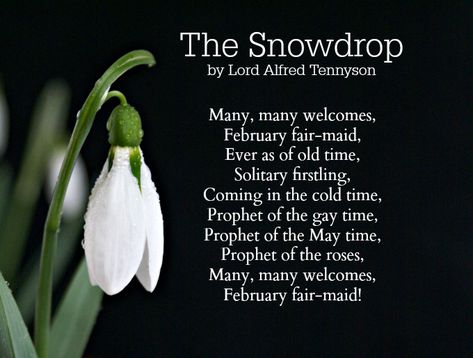 Alfred Lord Tennyson Flower Poem, Tree Poem, Alfred Tennyson, Alfred Lord Tennyson, Free Verse, Kdrama Quotes, Writing Poems, Poetry Words, True Feelings