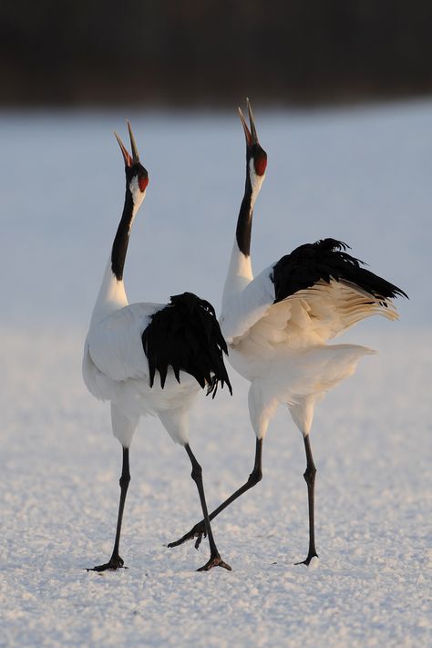 Japanese Crane, White Birds, Exotic Birds, Bird Photo, Colorful Birds, Bird Watching, 귀여운 동물, Love Birds, 그림 그리기