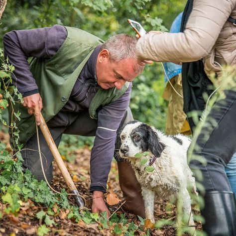 Truffle in Tuscany (Truffle hunting experience) (San Miniato) - All You Need to Know BEFORE You Go Truffle Hunting, San Miniato, White Truffle, Black Truffle, Travel Inspo, Italy Travel, Truffles, Tuscany, Trip Advisor