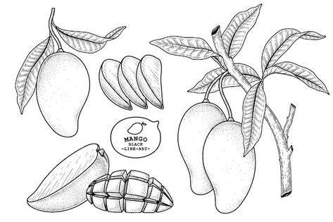 Mango Tattoo, Mango Vector, Fruit Sketch, 2023 Tattoo, Apple Illustration, Fruit Tattoo, Hand Drawn Elements, Floral Doodle, Mango Fruit