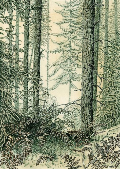 #Sepia #Forest (#pencil, #ink and #wash on paper) by Lynne Henderson #lynnehendersonarts #drawing #landscape #penandink #illustration #trees #woodland ferns #firs #vintage #nature Watercolour Wash, Mossy Tree, Ink And Wash, Fern Forest, Tree Doodle, Wood Illustration, Forest Drawing, February 14th, Forest Decor