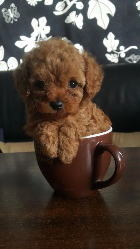 Teacup Poodle Puppies, Tea Cup Poodle, Dog Mommy, Toy Poodle Puppies, Cute Small Animals, Very Cute Dogs, Poodle Puppy, Toy Poodle