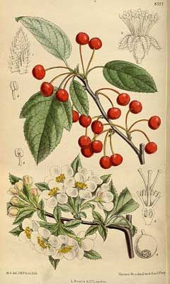 Malus sargentii Sargent Crabapple Tattoo, Italian Cherries, Bach Flowers, Wild Foraging, Crabapple Tree, Missouri Botanical Garden, Illustration Botanique, Food Projects, John James Audubon