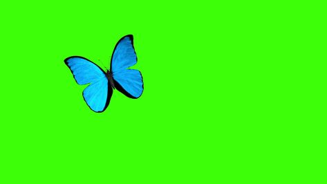 Morpho Menelaus Blue Butterfly Flying on a Green Background Stock Footage,#Blue#Butterfly#Morpho#Menelaus Butterfly Green Background, Blue Butterfly Green Screen, Morpho Menelaus, Butterfly Morpho, Butterfly Flying, Mall Design, Company Brochure, Screen Video, Butterflies Flying