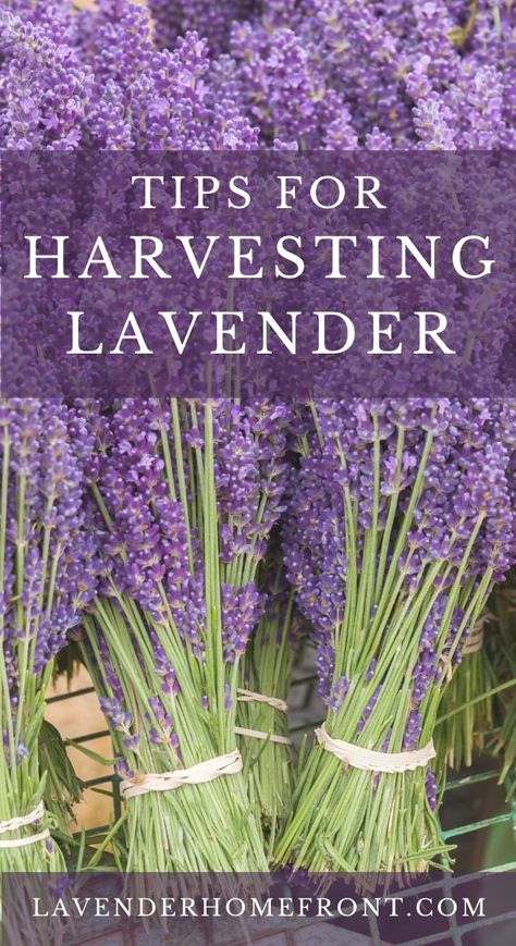 Harvest Lavender, Lavender Growing, Lavender Plant Care, Harvesting Lavender, Lavender Leaves, Harvesting Herbs, Growing Lavender, Types Of Herbs, Dried Lavender Flowers