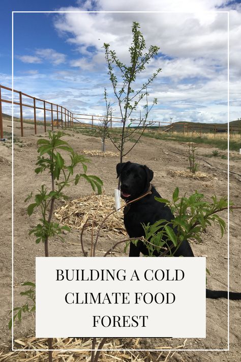 How we started building our cold climate food forest Food Forest Ideas, Food Forest Backyard, Food Forest Design, Alaska Food, Colorado Food, Food Forest Garden, Canadian Forest, Gardening For Dummies, Lawn Food