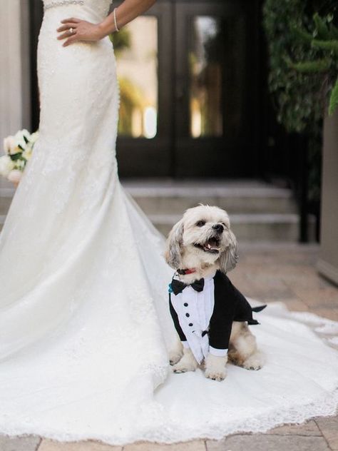 Adorable Ways to Include Your Dog in Your Wedding - Dogs at Wedding Dogs At Wedding, Wedding Photography Guide, Wedding Dogs, Dog Wedding Outfits, Dog Wedding Dress, Wedding Fotos, Dog Tuxedo, Brides Dress, Wedding Dress Ideas