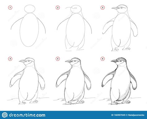 How to draw from nature sketch of cute penguin. Creation step by step pencil drawing. Educational page for artists.. Illustration about hand, antarctica, educational - 166907045 Penguin Drawing Easy, Draw A Penguin, Penguin Drawing, Nature Art Drawings, Nature Sketch, Drawing Tutorial Easy, Step Drawing, Animal Sketches, Bird Drawings