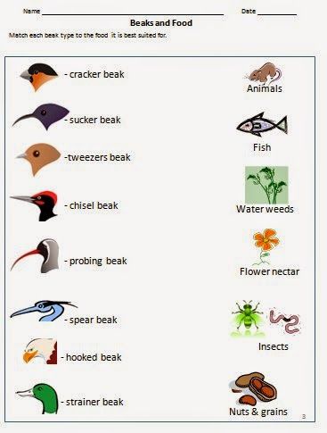 Bird beak adaptations for food - worksheet for grade 3 and 4 Bird Beaks Activity, Adaptations Activities, Food Worksheet, Birds For Kids, Bird Study, Worksheets For Grade 3, Bird Beaks, Animal Adaptations, Nature School