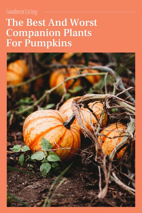 For a pumpkin harvest that’s destined to become the talk of the neighborhood, a thoughtful companion planting strategy is the ticket. Companion planting simply requires planting complementary crops nearby to benefit crop production and other factors that will help the crop thrive. Learn which companion plants help pumpkins thrive and which to avoid for a healthier, more productive crop. Here are the best (and worst) plants to plant with your pumpkins this year. #gardenideas #gardening #pumpkins #companionplants #pumpkincompanion Pumpkin Productivity, Pumpkin Learning, Southern Living Plant Collection, Breakfast Party Foods, Southern Living Plants, Easy Dinner Casseroles, Pumpkin Harvest, Crop Production, Plant Zones