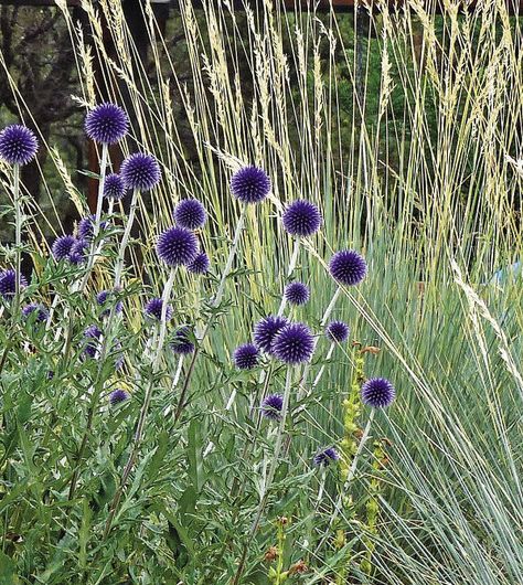 Thistle Garden, Thistle Blue, Grass Border, Globe Thistle, Piet Oudolf, Ornamental Grass, Prairie Garden, Hardiness Zones, Meadow Garden