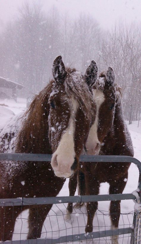 Winter Horses Photography, Winter Horse Riding, Horse Snow, Winter Horse, Horse Aesthetic, Cosy Christmas, Pretty Animals, Cute Horses, Horse Life