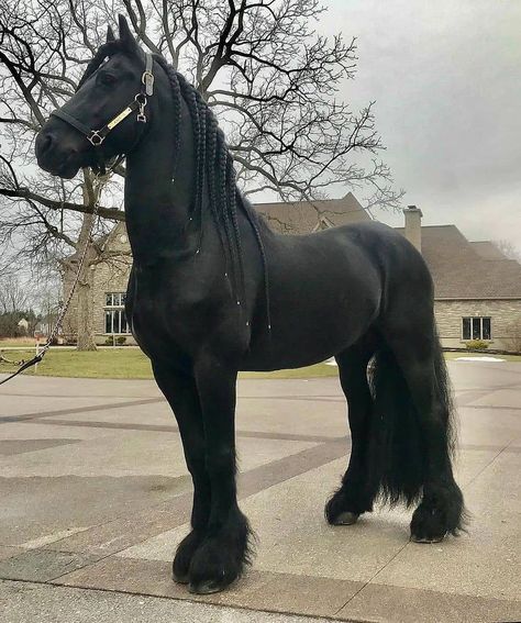 Rashid alsuwaidi(راشد السويدي) on Instagram: “How would you describe this horse 🤔🐴 ?...! Kindly follow @animalviewphoto for more📸➳ DM Credit/Removal Follow @safarigallery for more and…” Beautiful Horses Wild, Woman Riding Horse, Horse Lessons, Horse Shelter, Black Stallion, Horse Aesthetic, Horse Videos, Black Horses, Most Beautiful Horses