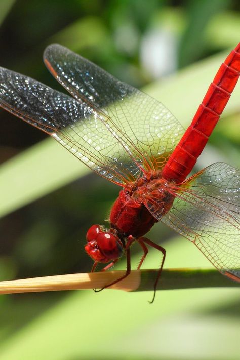 Tattoo Design Template, Dragonfly Tatoos, Dragonfly Symbolism, Dragonfly Quotes, Red Insects, Red Bug, Hebrew Tattoo, Dragonfly Images, Dragonfly Photography