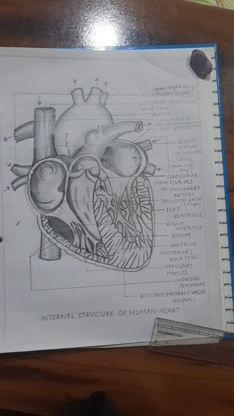 Zoology Aesthetic Drawing, Science Diagrams Biology, Heart Anatomy Drawing Notes, Biology Diagrams Aesthetic, Heart Diagram Drawing, Bio Diagrams, Human Heart Diagram, Human Body Projects, Biology Diagrams