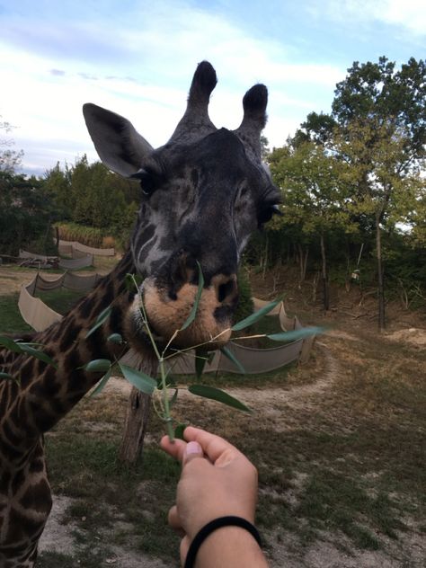 #giraffes#zoology#zookeeping#zoos Zoology Aesthetic, Worker Aesthetic, Care Worker, Animal Care, Summer 24, Zoology, Giraffes, Dream Job, Pet Care