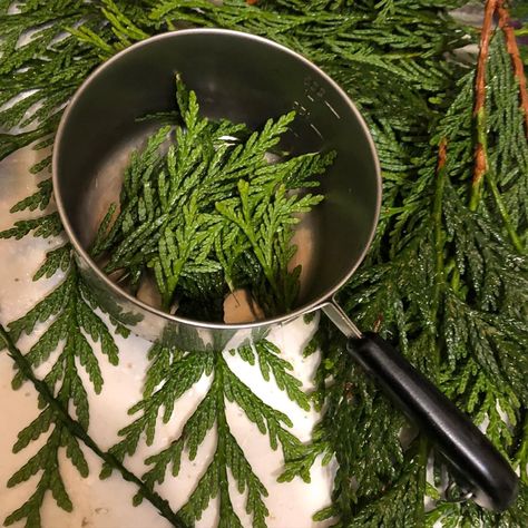 Cedar Tea Recipe, Cedar Crafts Projects, Foraging Witch, Pine Recipes, Forest Recipes, December Tea, Winter Foraging, Pine Tea, Wild Tea