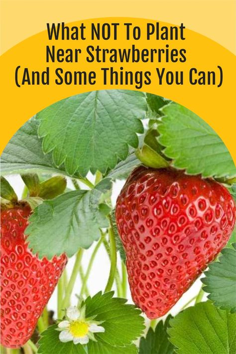 Strawberries Growing, Strawberry Companion Plants, Raised Garden Beds Diy Vegetables, Strawberries In Containers, Asparagus Plant, Growing Blueberries, Canned Blueberries, Berry Garden, Strawberry Garden