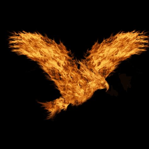 Flying Phoenix GIF - Tenor GIF Keyboard - Bring Personality To Your Conversations | Say more with Tenor Phoenix Gif, Phinex Fire Bird, Dragon Breathing Fire Gif, Phoenix Images Firebird, Phinex Fire Bird Wallpaper, Fire Animation, Eye Color Chart, Eagle Wallpaper, Scary Dogs